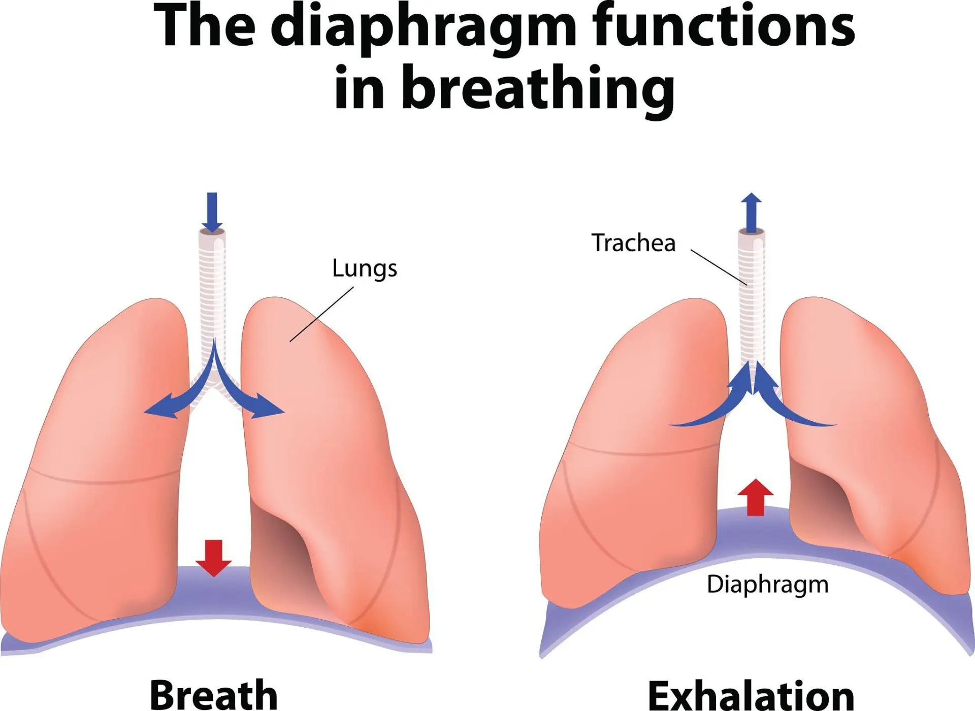 Diaphragm breathing technique explaining how to make voice clear and soft for singing